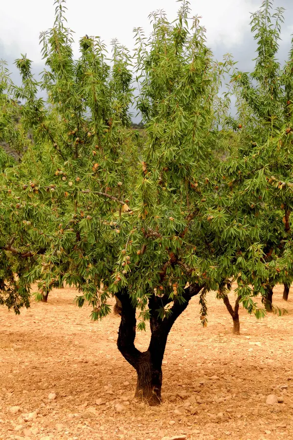 Almond 1