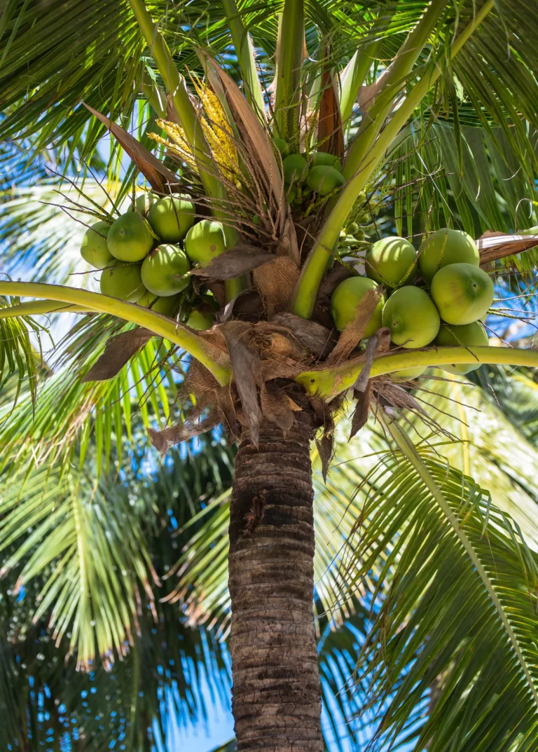 Coconut
