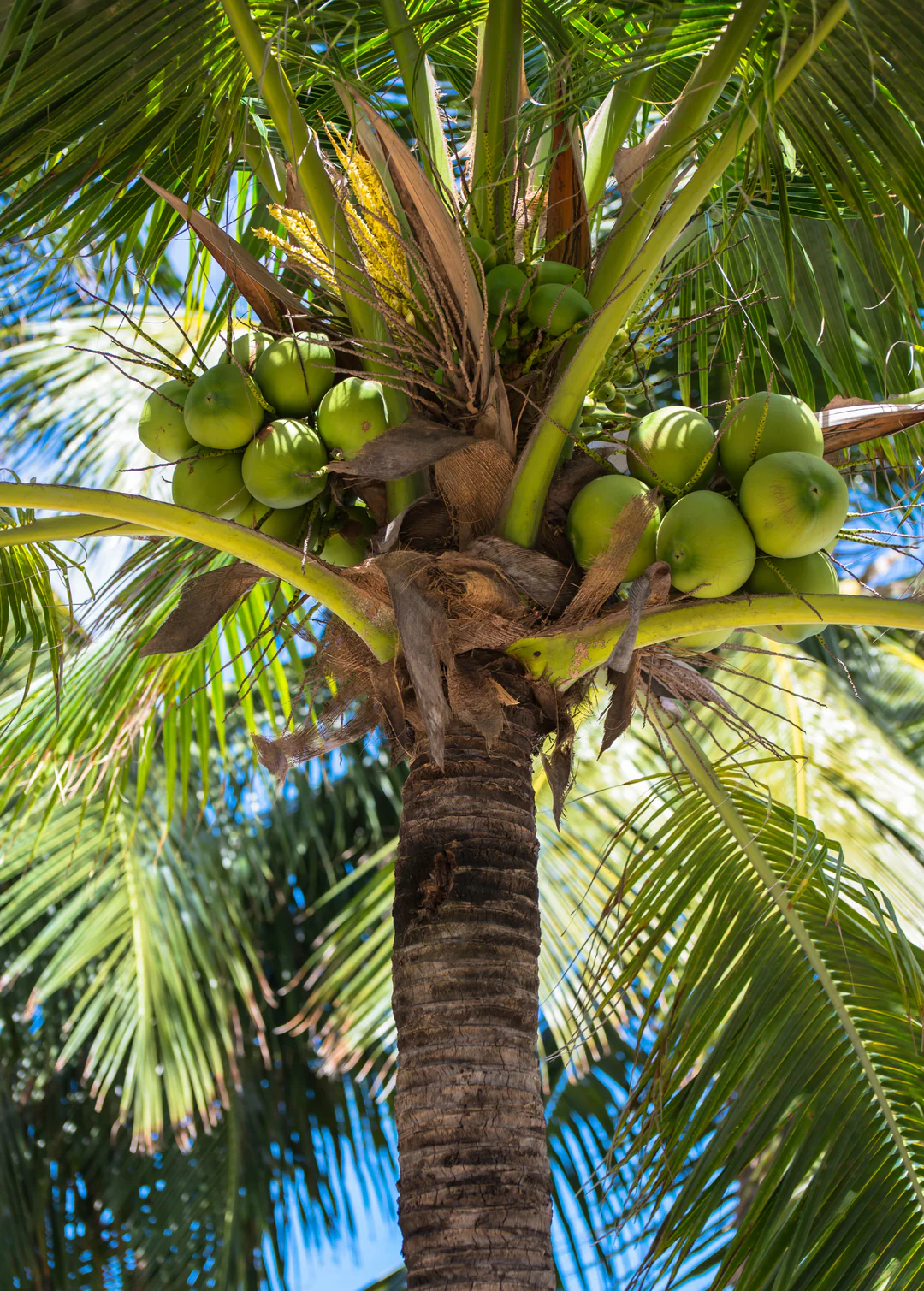 Coconut