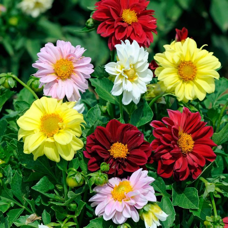 Dahlia 1