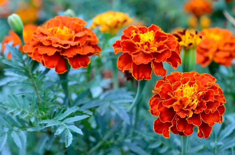 French-marigold