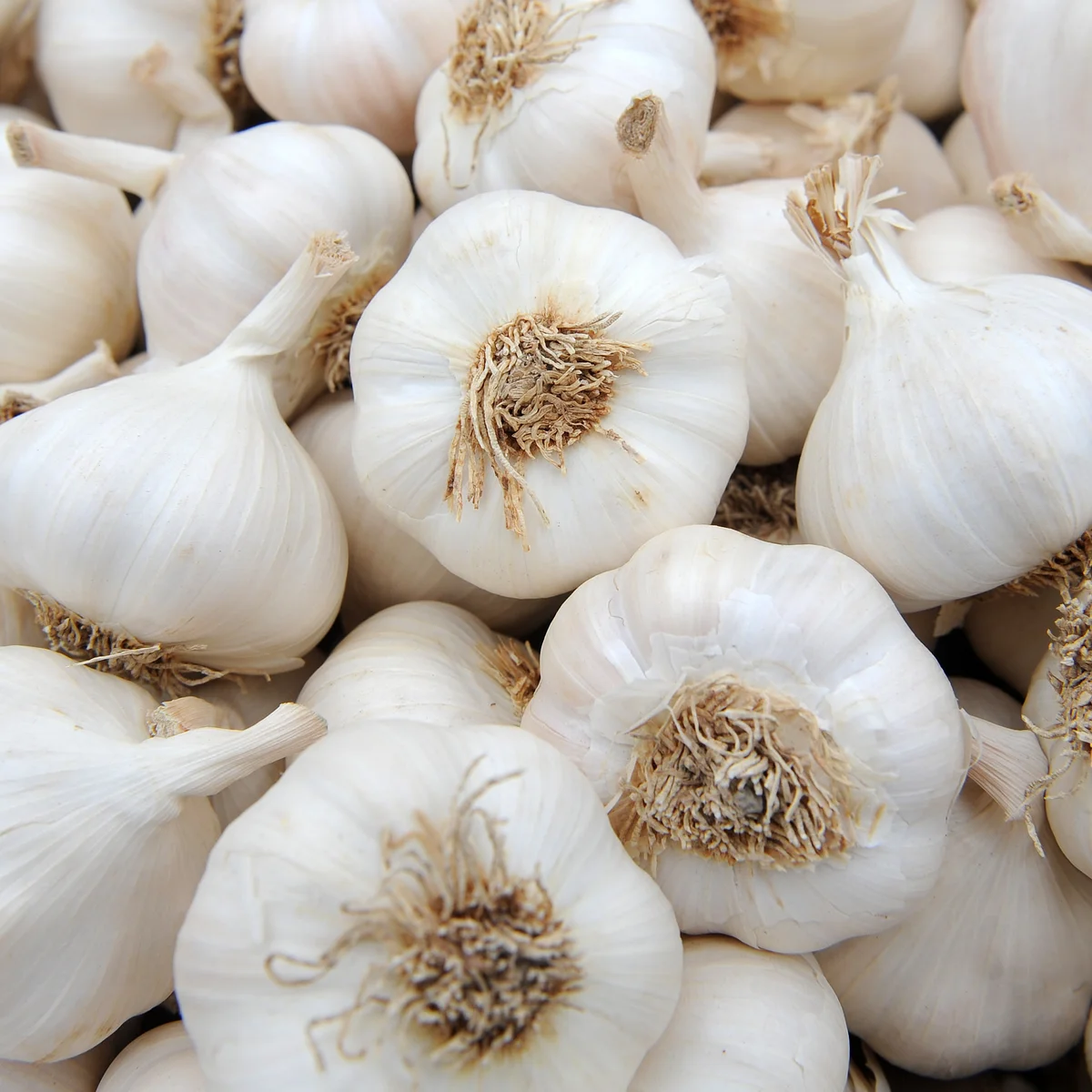 Garlic 4