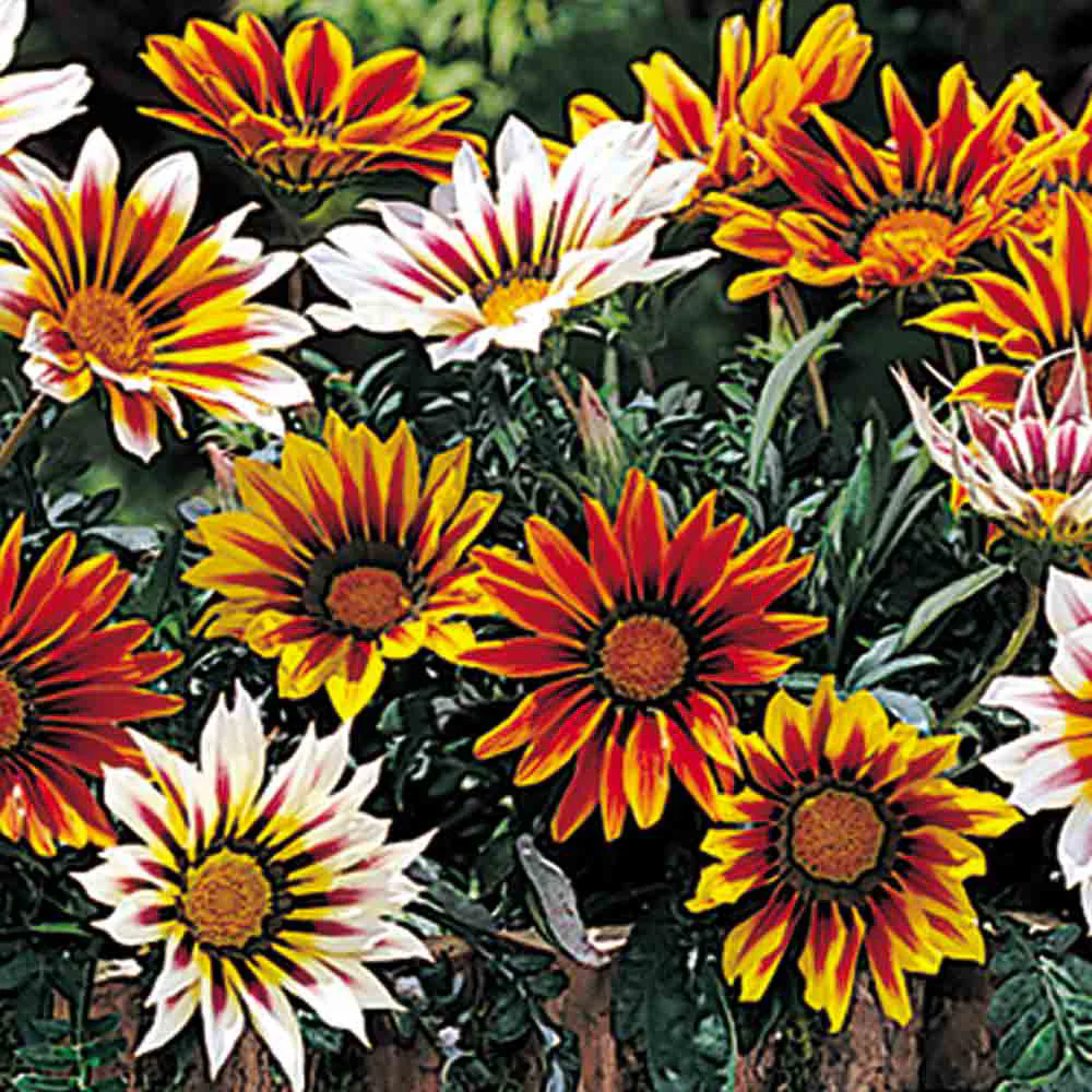 Gazania 1