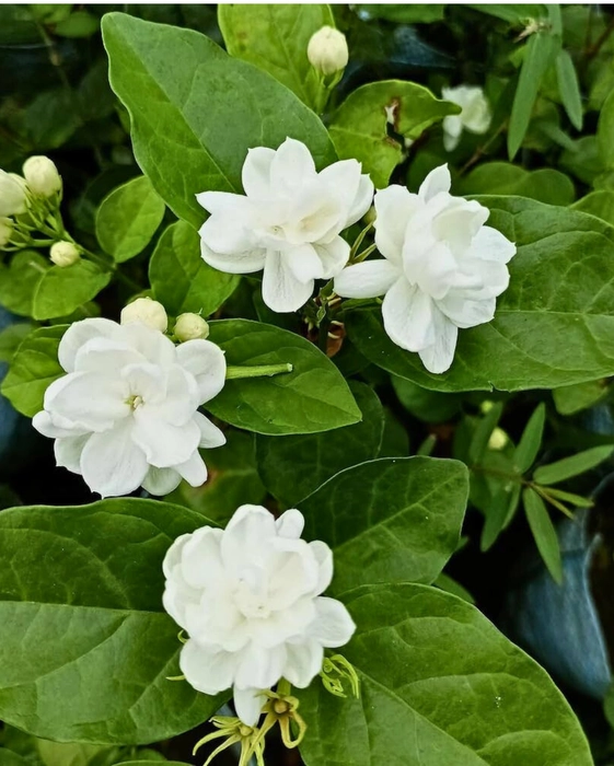 Jasmine