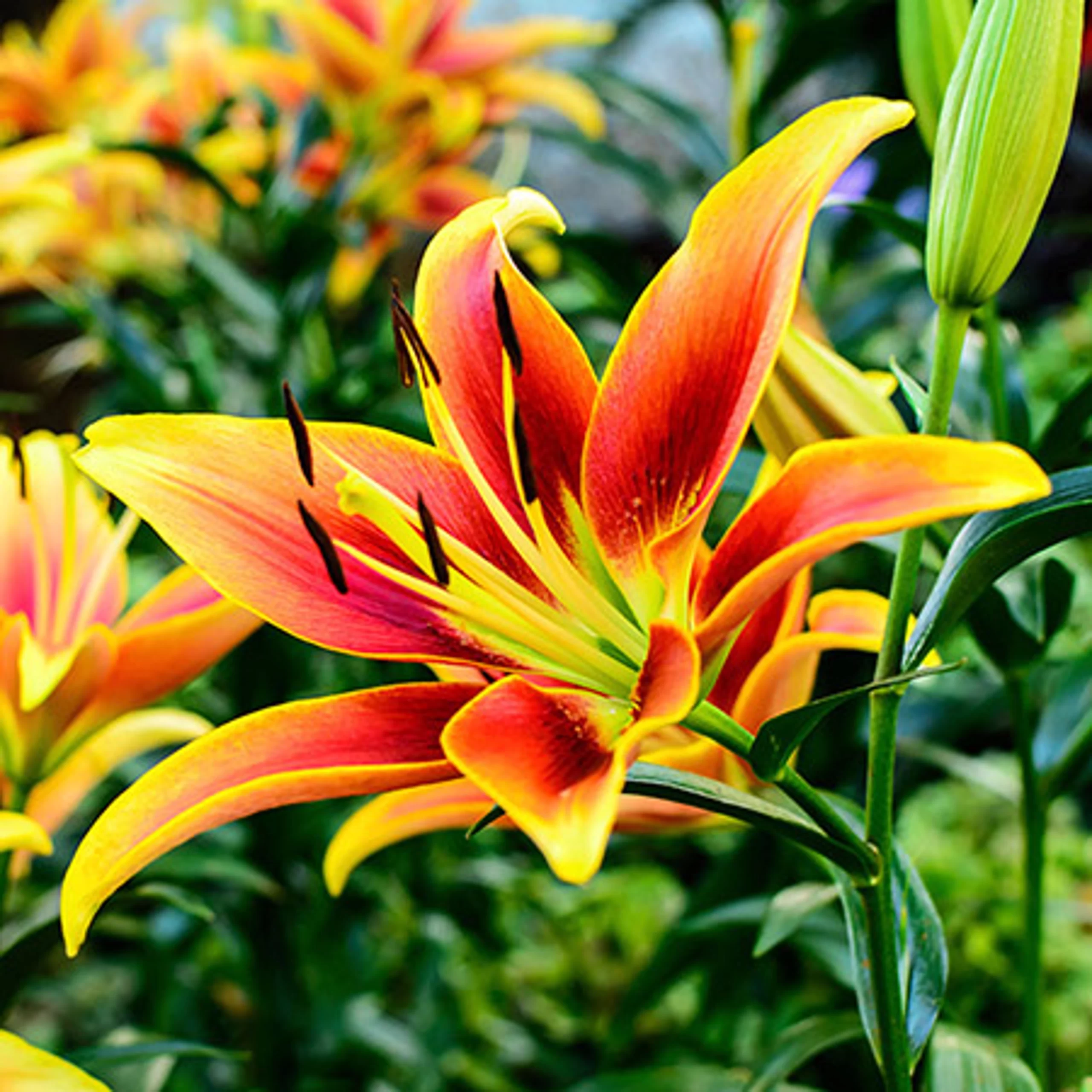 beautiful-flowers-lily