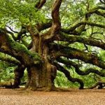 the mighty oak