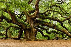 the mighty oak