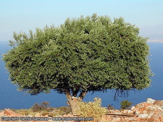 olive-tree
