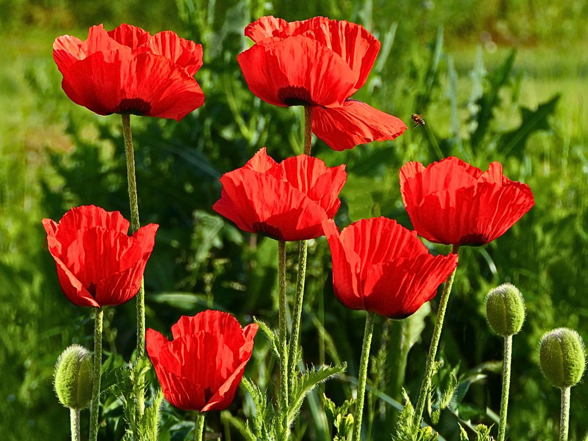 red-poppy-flowers