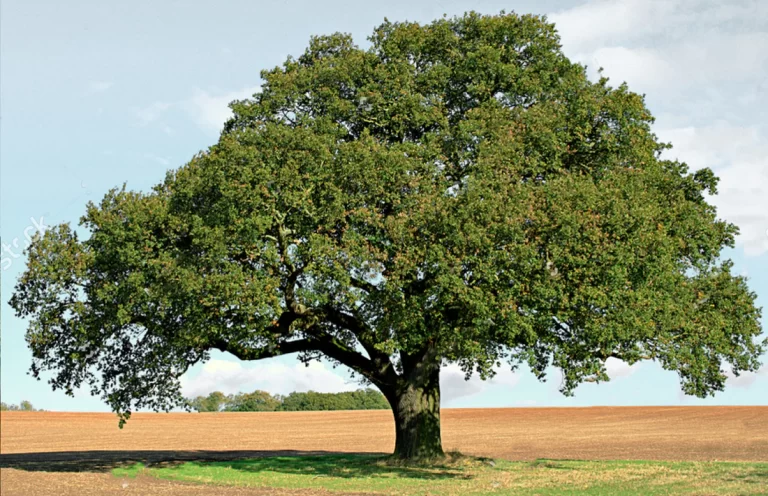 walnut 1