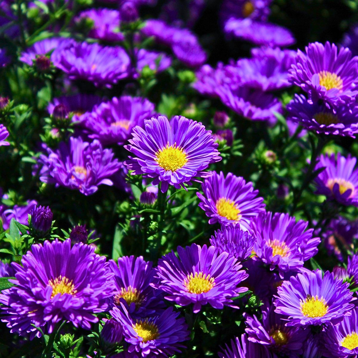 Aster