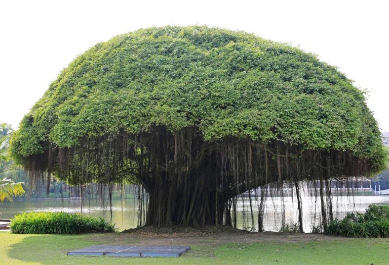 Banyan 1