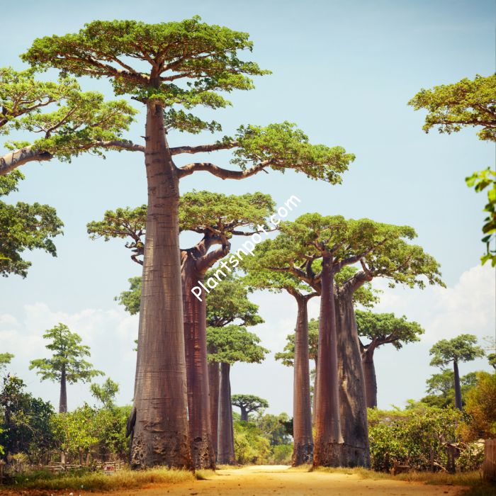 Baobab 4