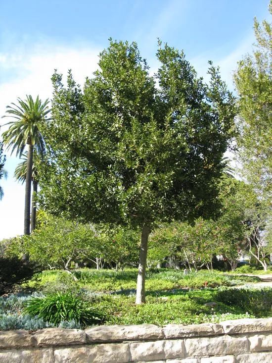 Bay Laurel 3