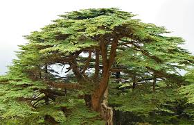 Cedar