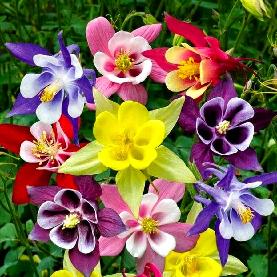 Columbine 4