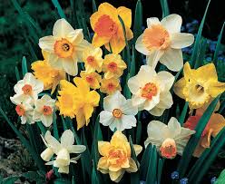 Daffodil 1