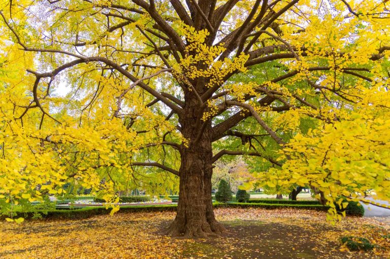 Ginkgo Biloba 2