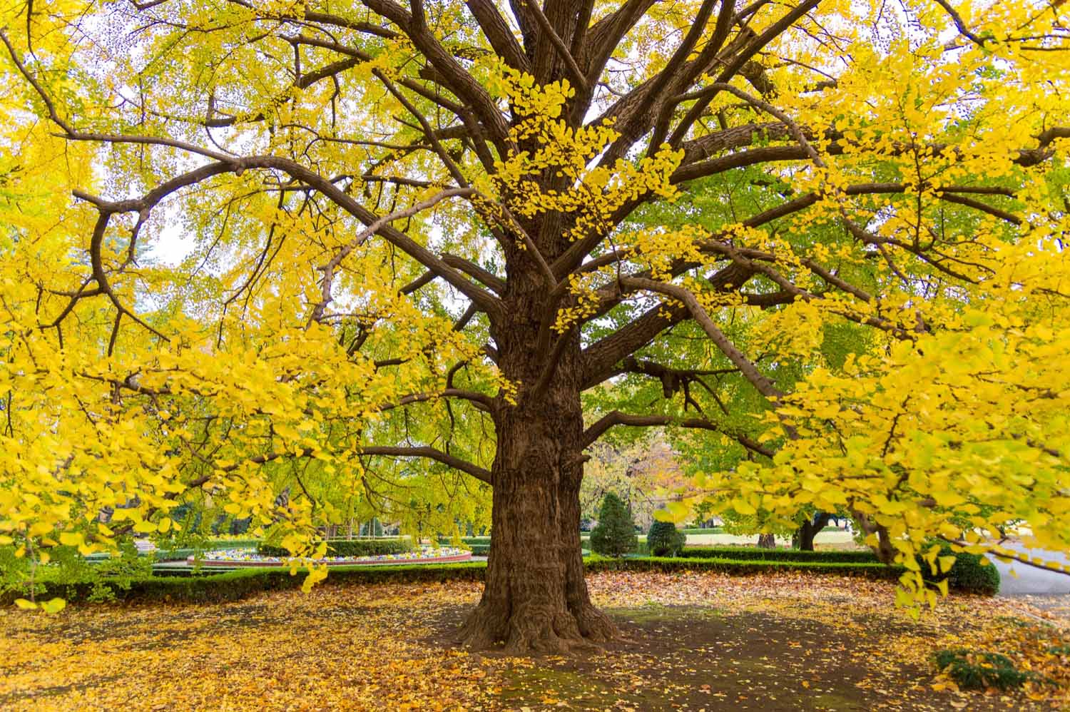 Ginkgo Biloba 2