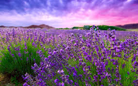 Lavender 1