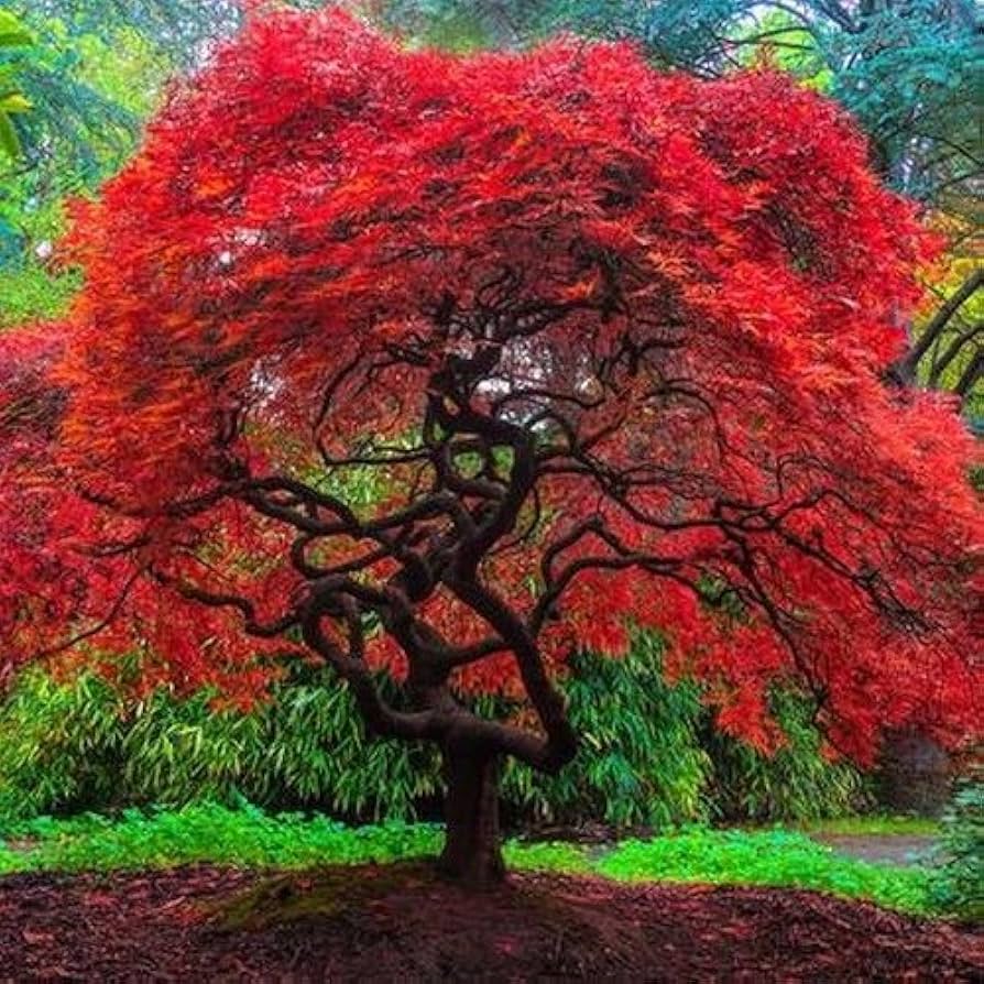 Maple 3