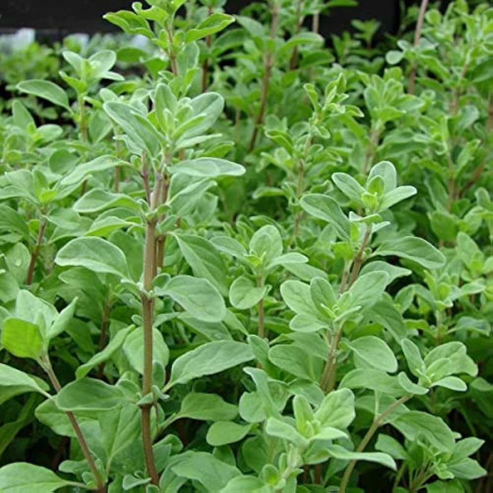 Marjoram 3