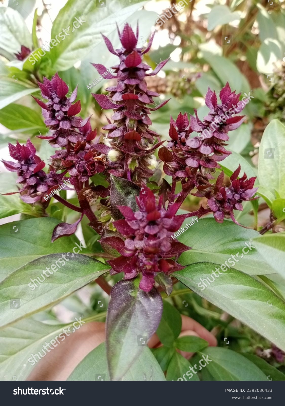 Niazbo 4