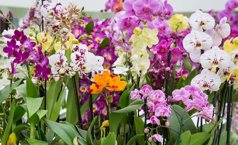 Orchid 3