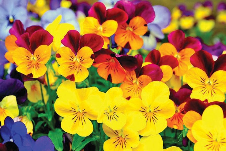 Pansy 3