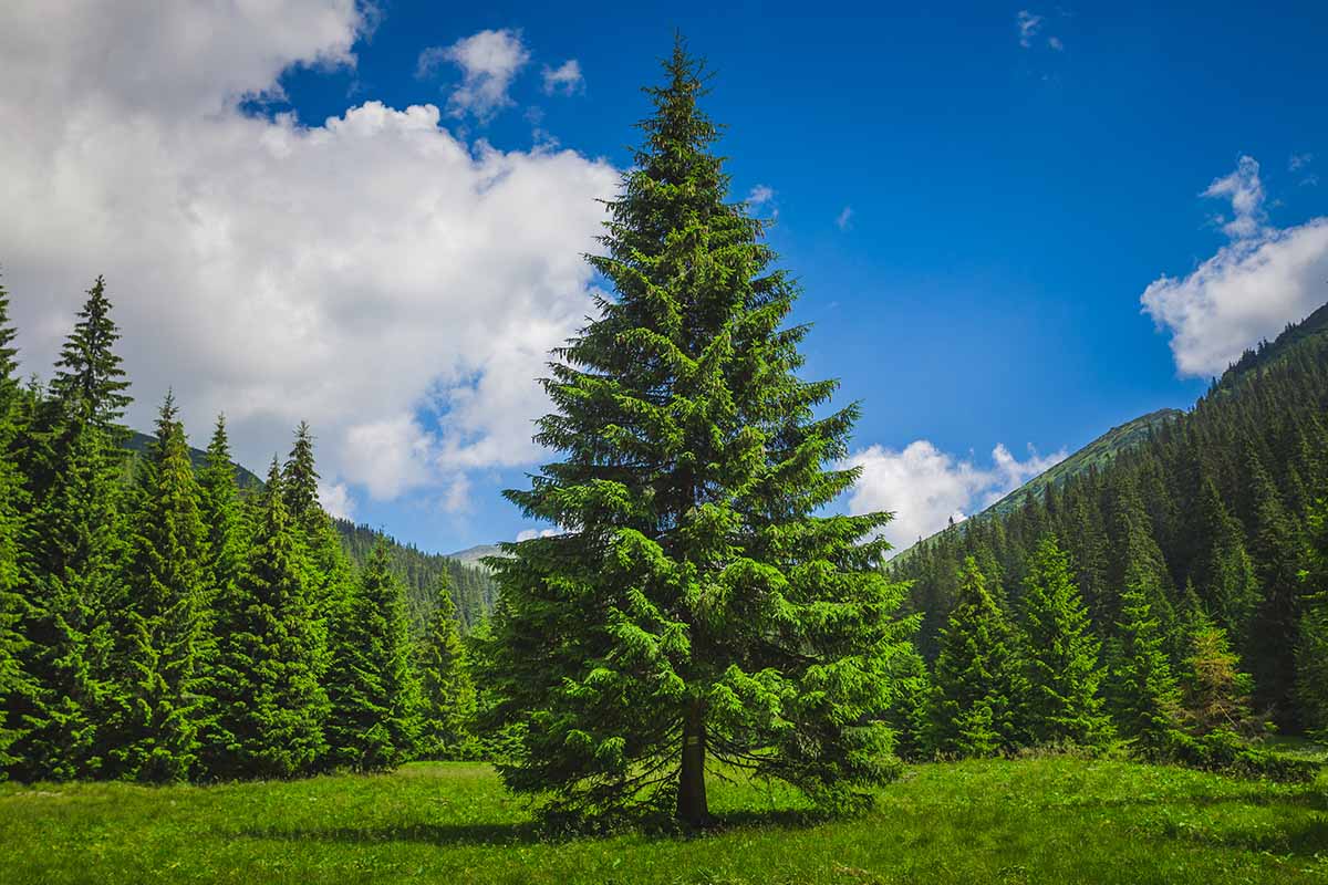 Pine-Tree