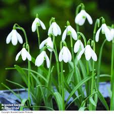 Snowdrop 2